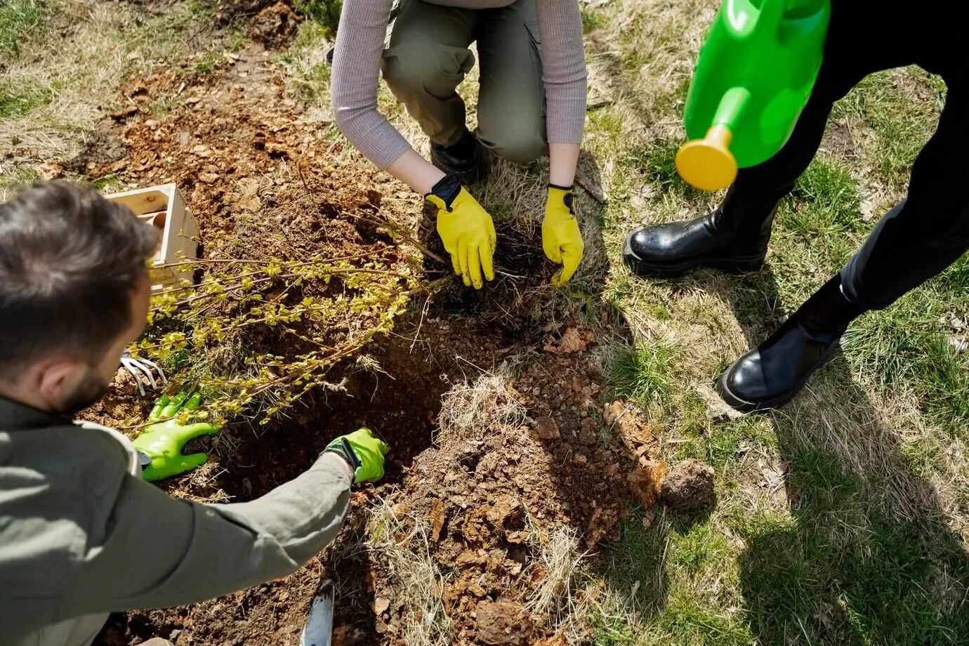Das Pflanzen von Bäumen als Teil des Wiederaufforstungsprozesses